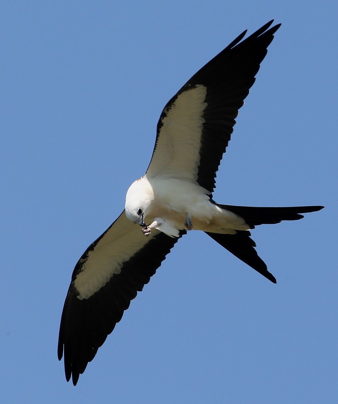 Swallow-tailed Kite - ML204333801