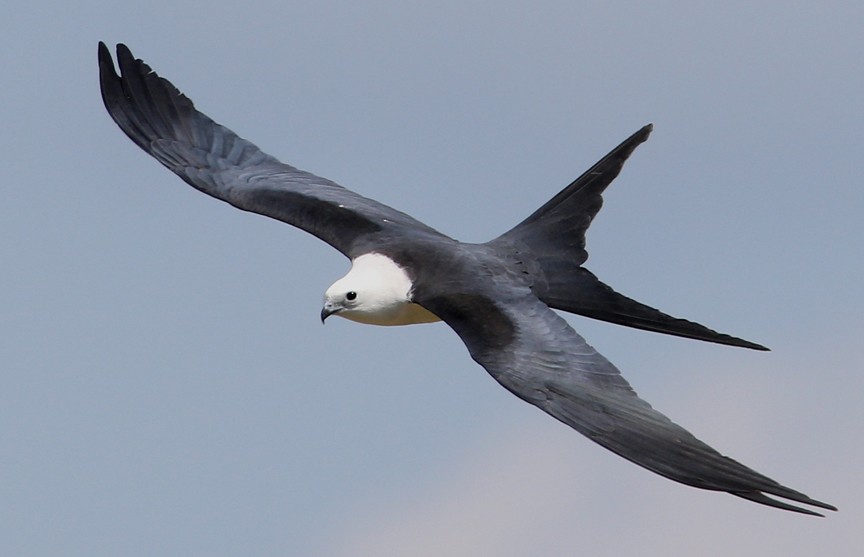 Swallow-tailed Kite - ML204333811