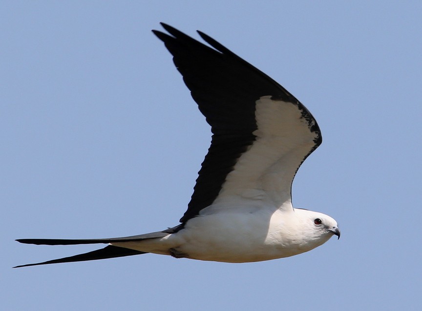 Swallow-tailed Kite - ML204333821