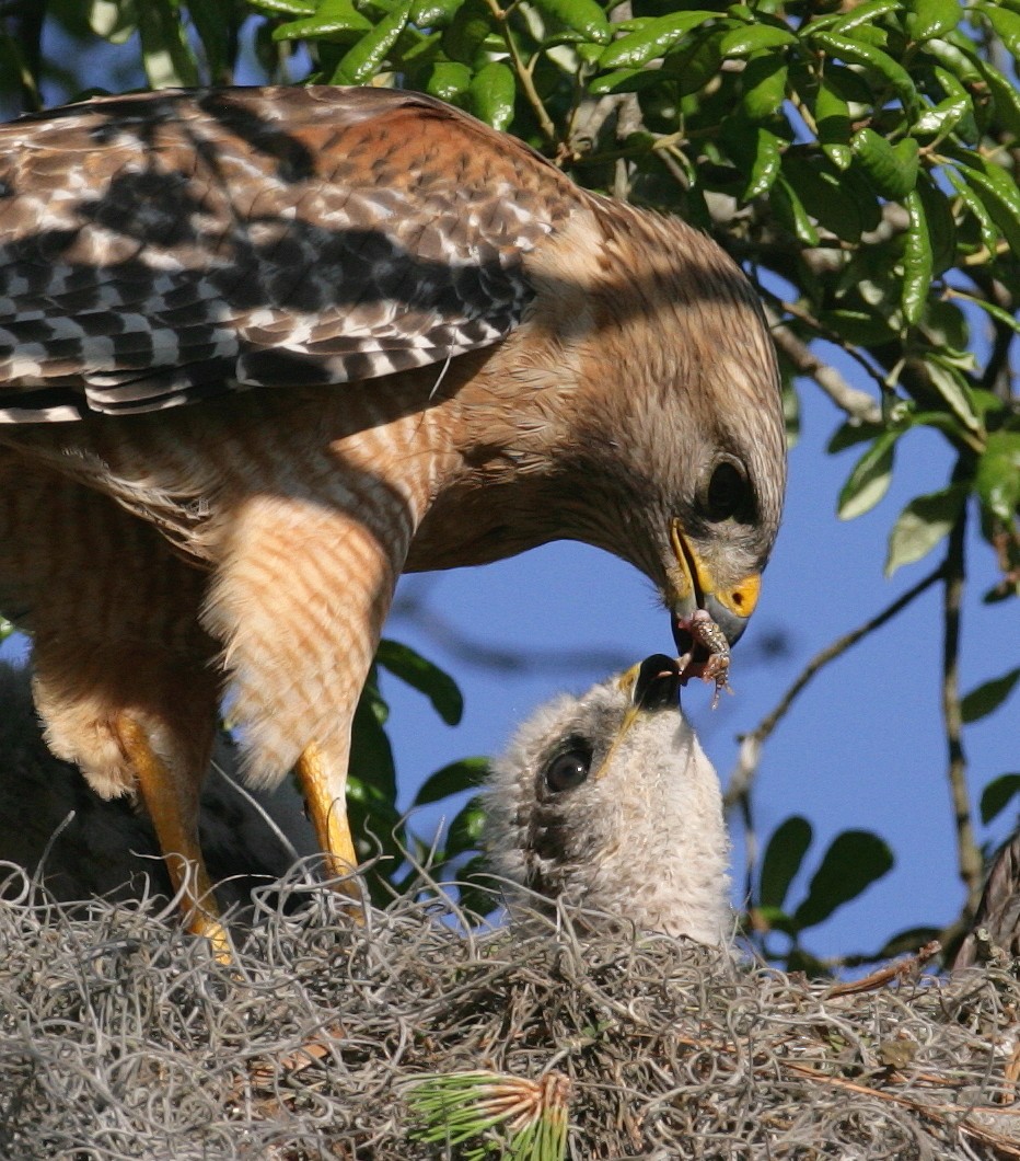 Red-shouldered Hawk - Hal and Kirsten Snyder