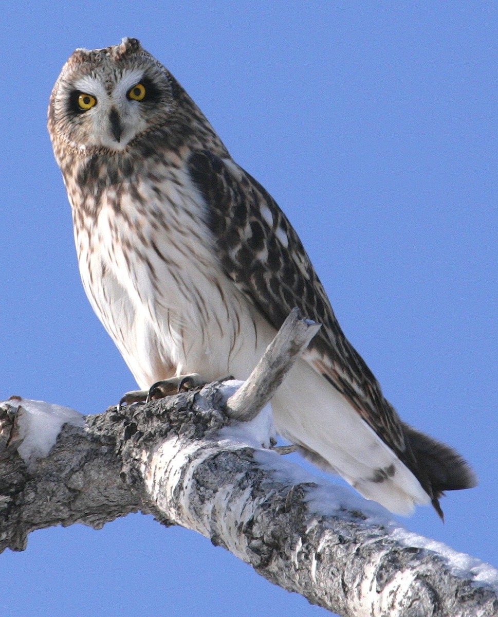 Short-eared Owl - ML204334261