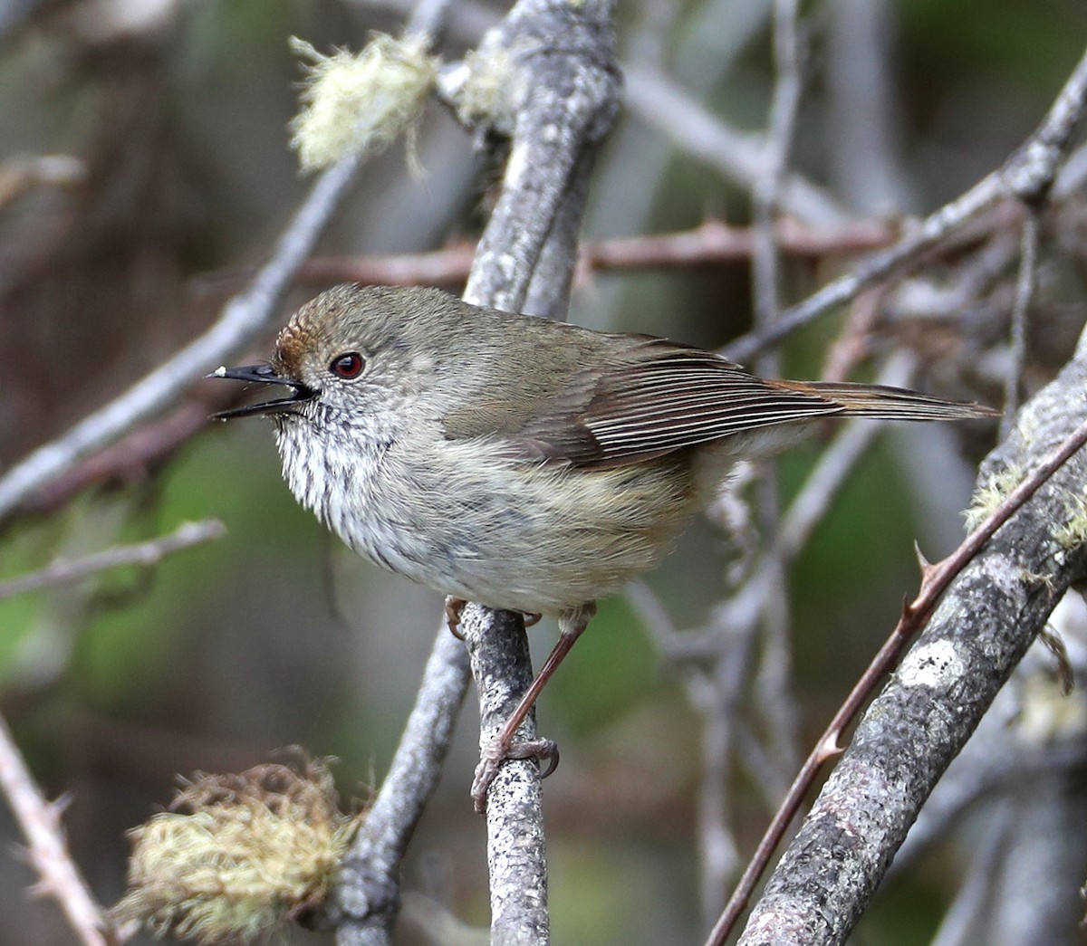 Brown Thornbill - Hal and Kirsten Snyder