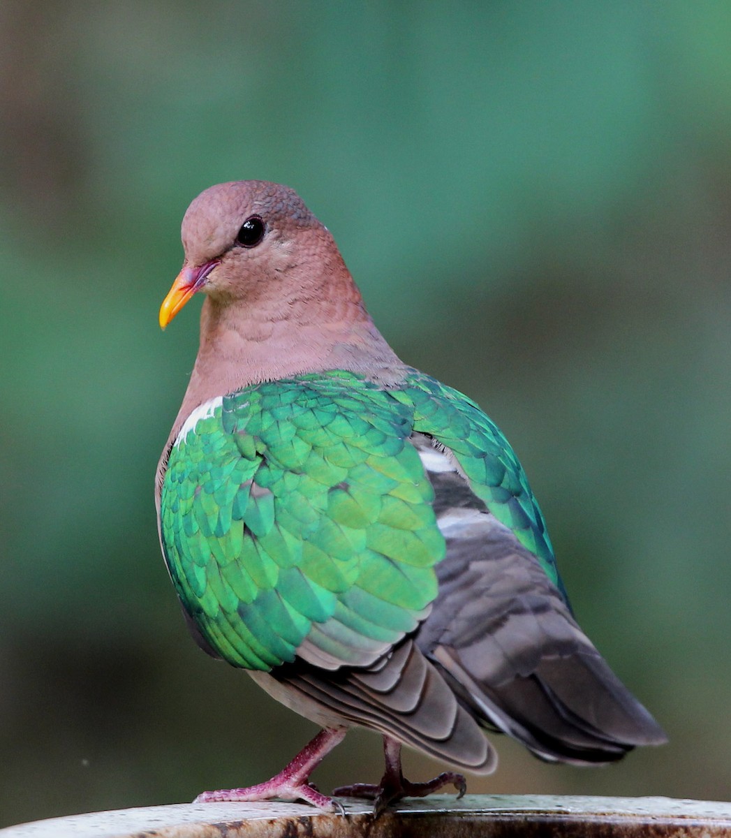 Pacific Emerald Dove - Hal and Kirsten Snyder