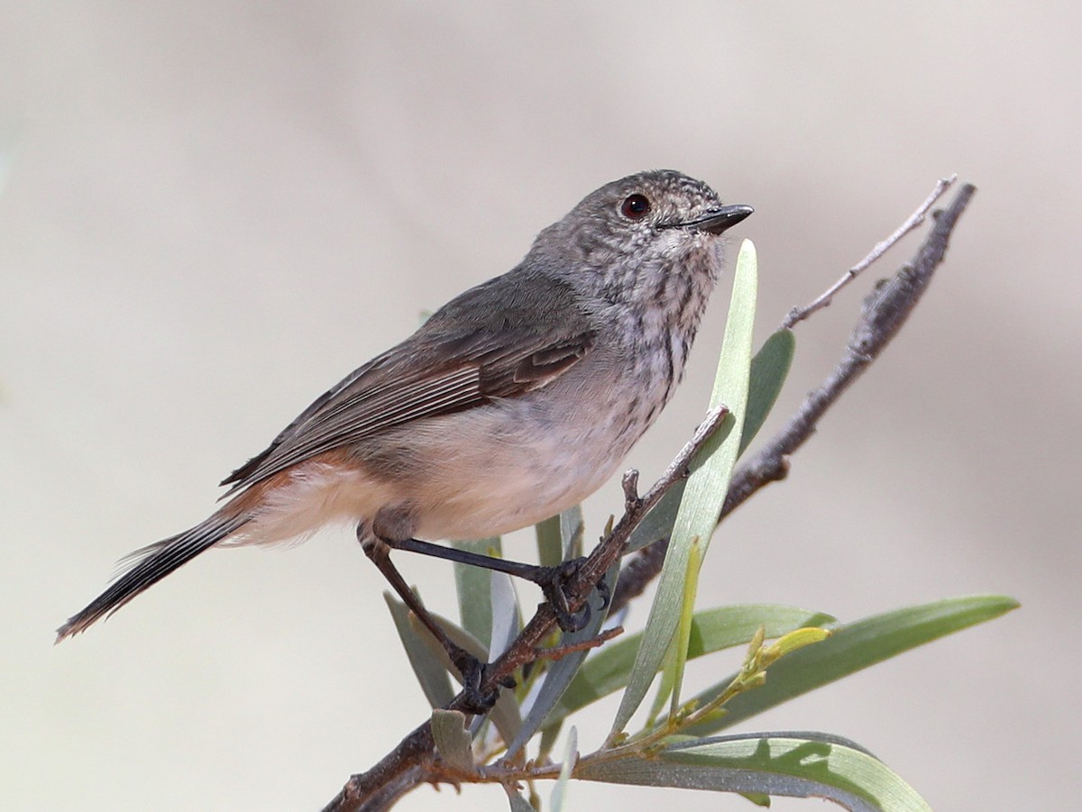 Inland Thornbill - Hal and Kirsten Snyder