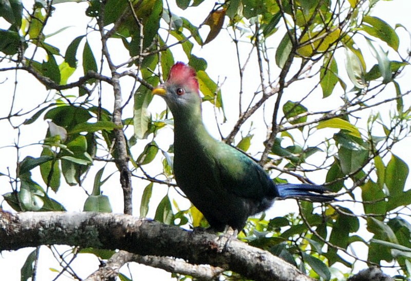 Bannerman's Turaco - ML204334671