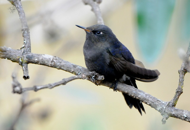 Blue-mantled Thornbill - Tadeusz Stawarczyk