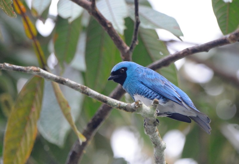 Tangara Golondrina - ML204335181