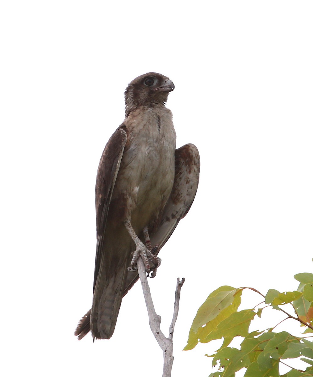 Brown Falcon - ML204335291