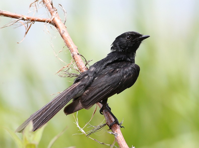 Willie-wagtail - Hal and Kirsten Snyder