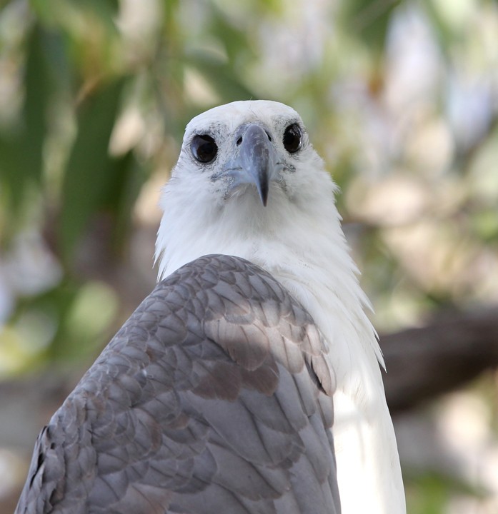 White-bellied Sea-Eagle - Hal and Kirsten Snyder