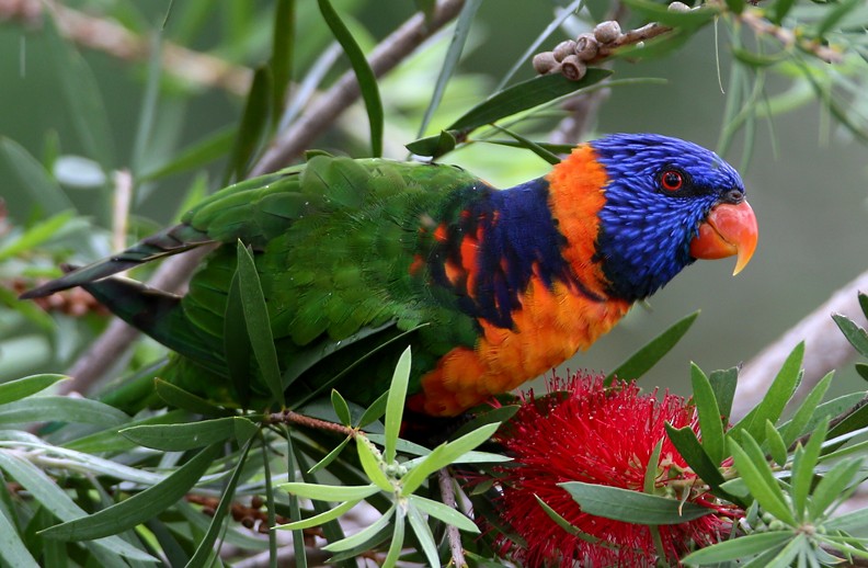 Red-collared Lorikeet - ML204335541