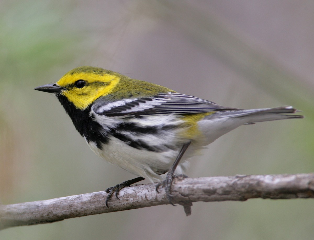 Black-throated Green Warbler - ML204335821