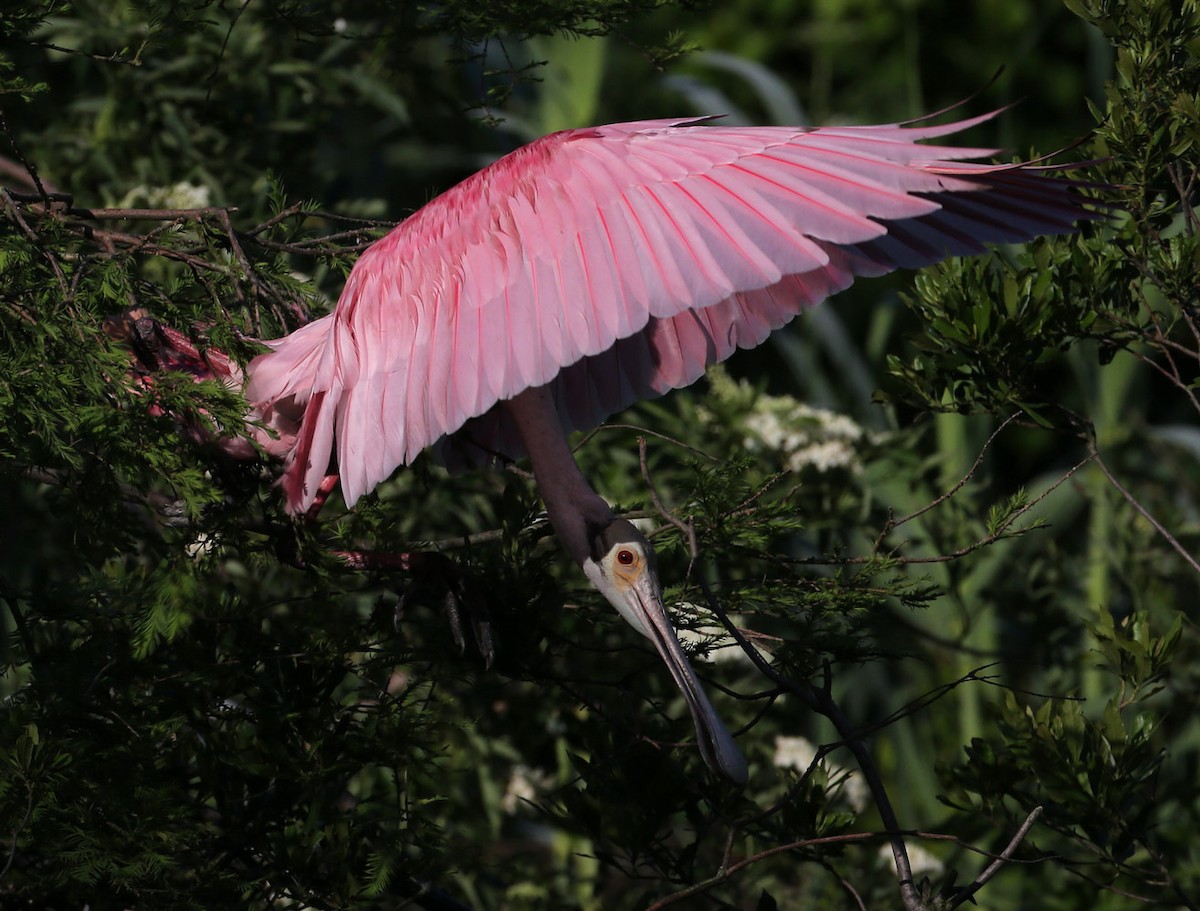 Roseate Spoonbill - Hal and Kirsten Snyder