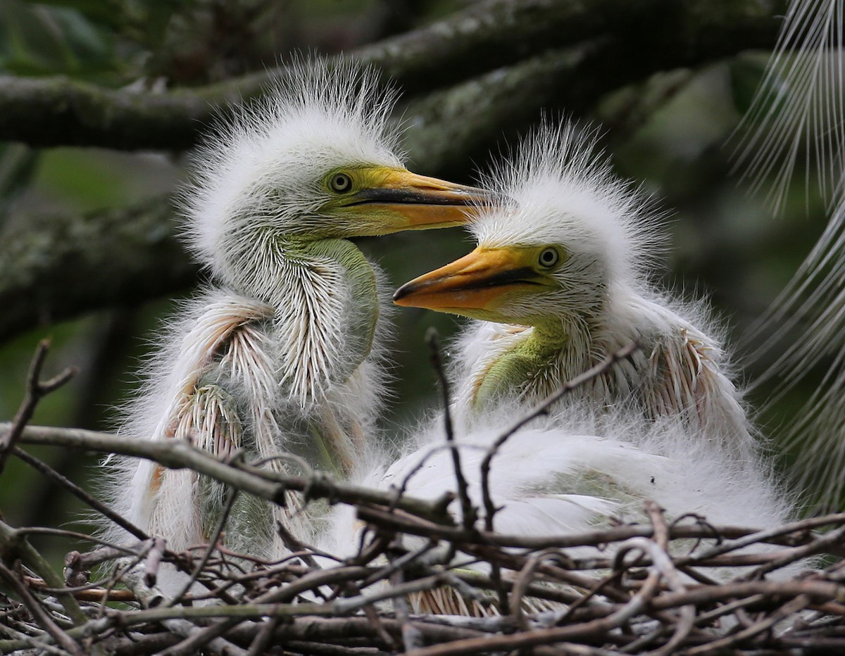 Great Egret - ML204336481