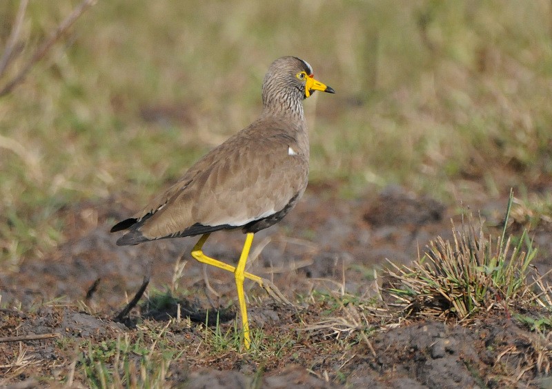 Wattled Lapwing - ML204336811