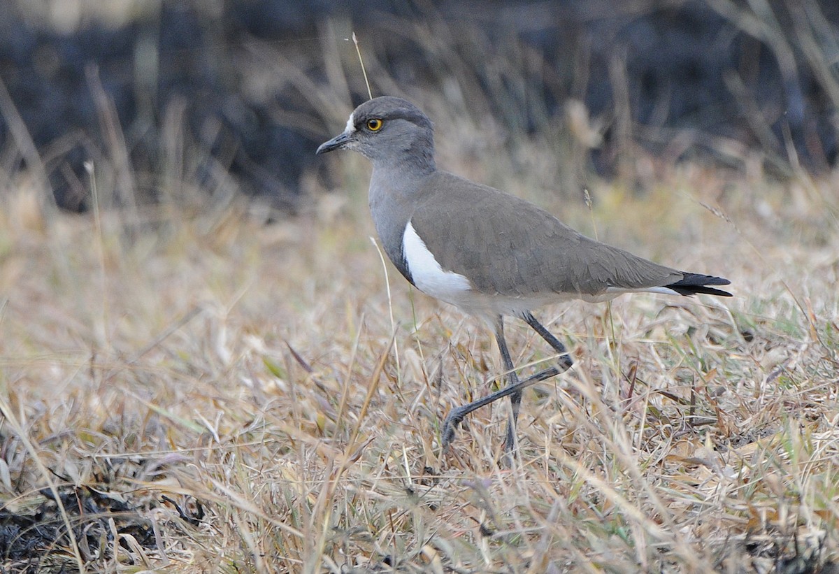 Senegal Lapwing - ML204336851