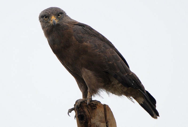 Banded Snake-Eagle - ML204336891