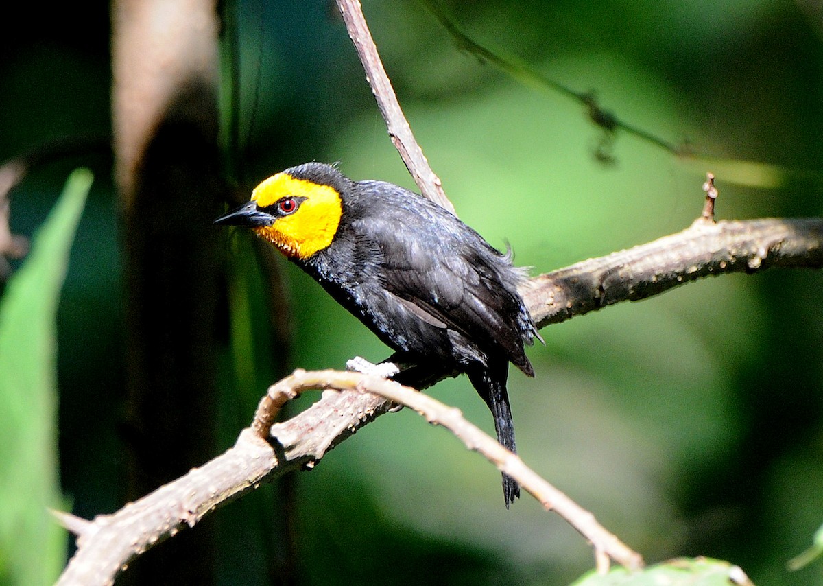 Black-billed Weaver - ML204336901