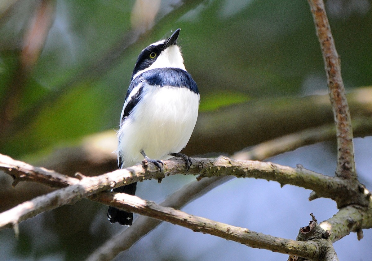 Chinspot Batis - ML204336981