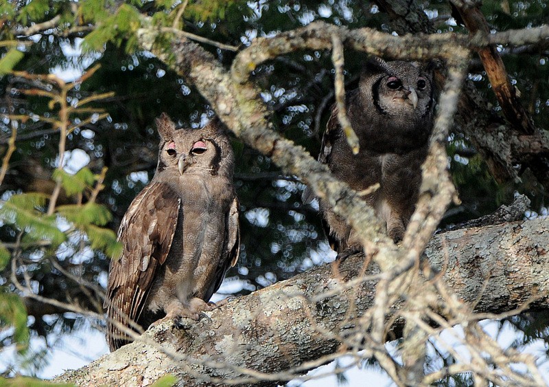 Verreaux's Eagle-Owl - ML204336991