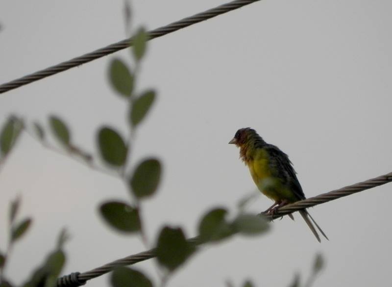 Red-headed Bunting - ML20433701