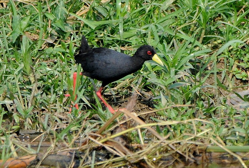 Polluela Negra Africana - ML204337201