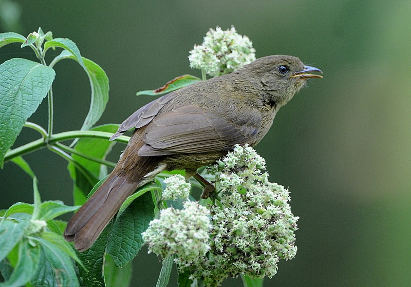 Bulbul Verde - ML204337261