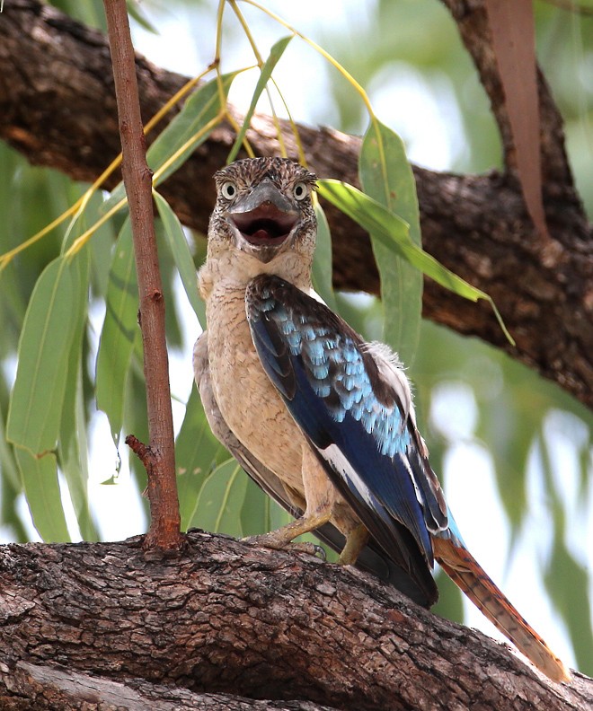 Blue-winged Kookaburra - ML204337571