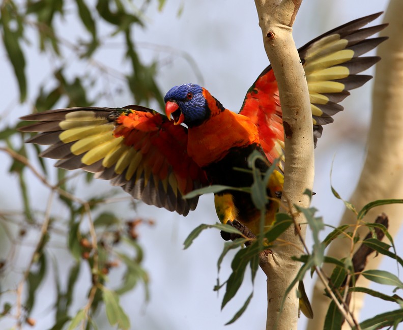 Red-collared Lorikeet - ML204337621