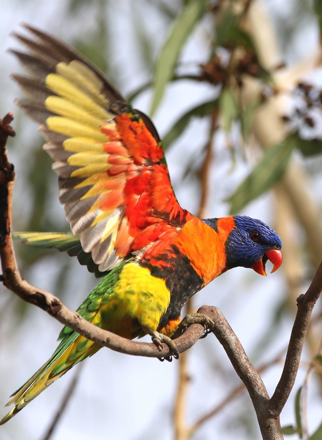 Red-collared Lorikeet - ML204337631