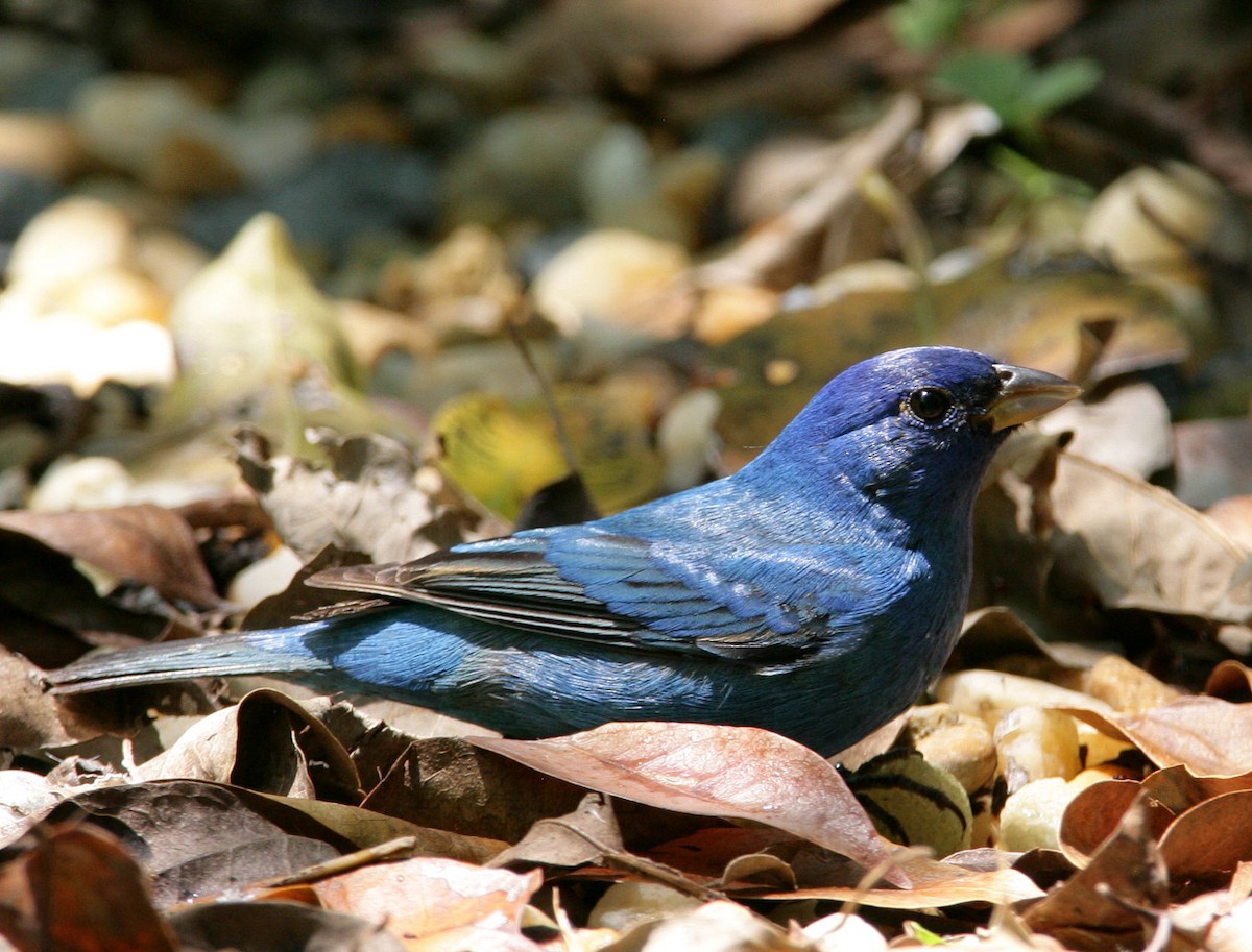 Indigo Bunting - ML204338101