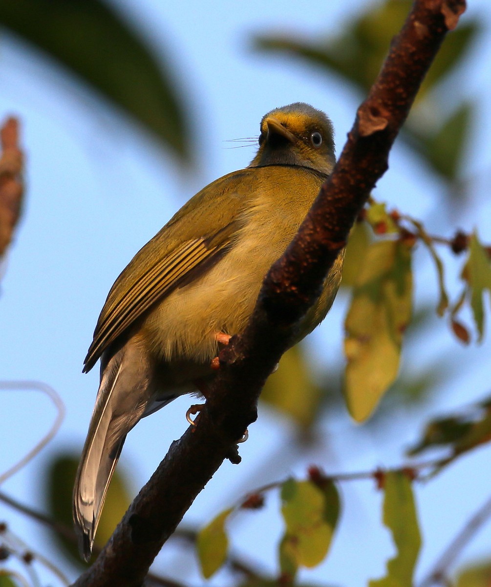 Gray-headed Bulbul - ML204338261