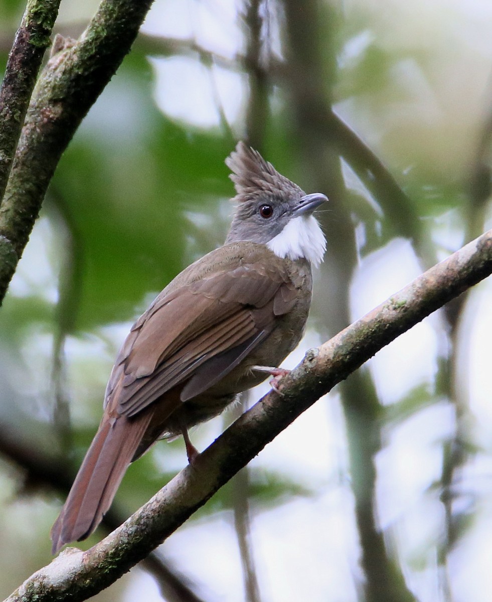 Penan Bulbul - Hal and Kirsten Snyder