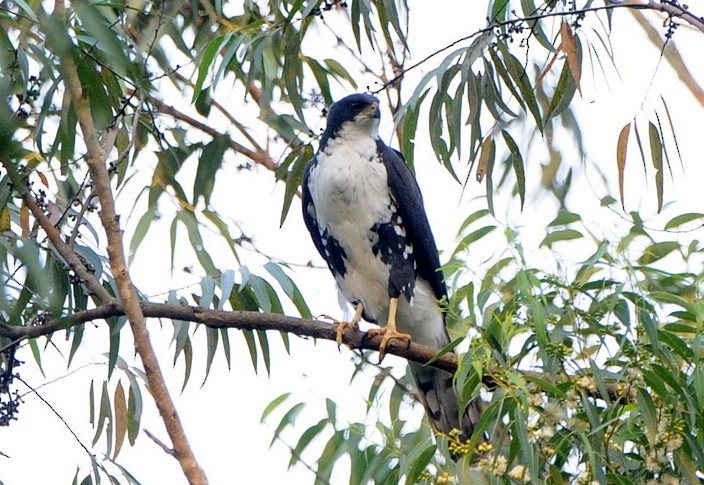 Black Goshawk - ML204338601