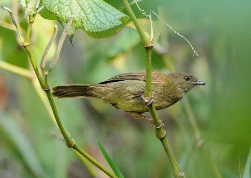 Bulbul Verde - ML204338661