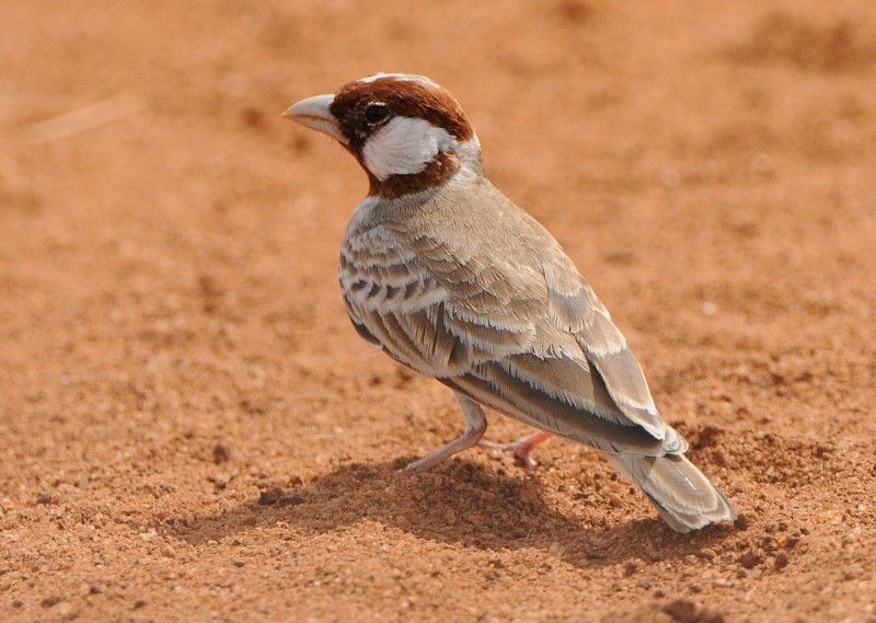 Chestnut-headed Sparrow-Lark - Tadeusz Stawarczyk