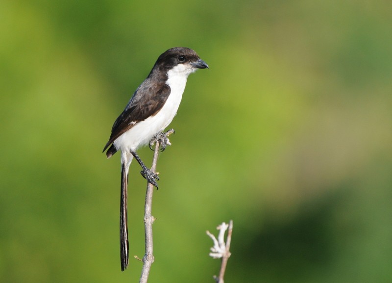Long-tailed Fiscal - Tadeusz Stawarczyk