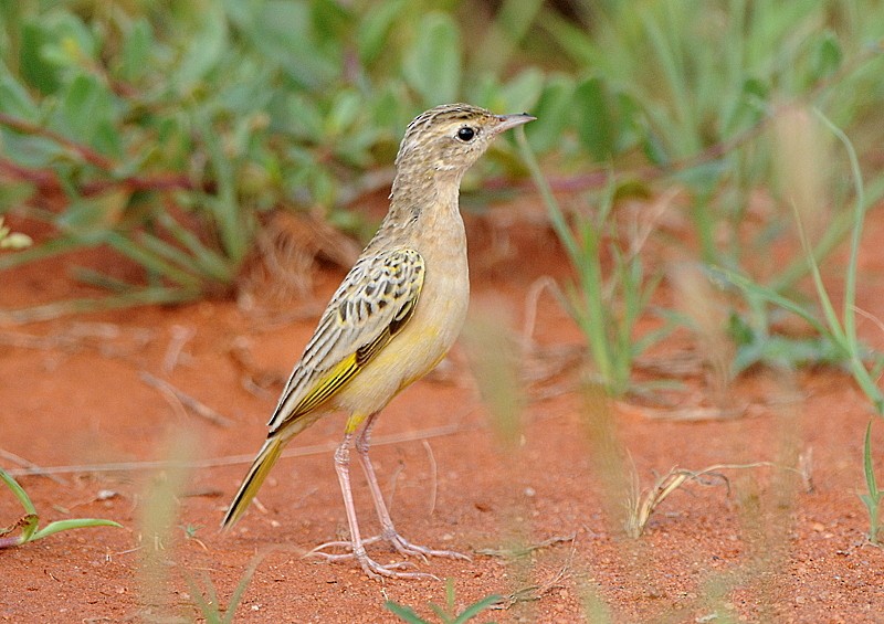 Golden Pipit - ML204338841