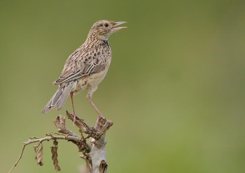 Red-winged Lark - ML204338891