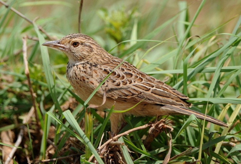 Red-winged Lark - ML204338901