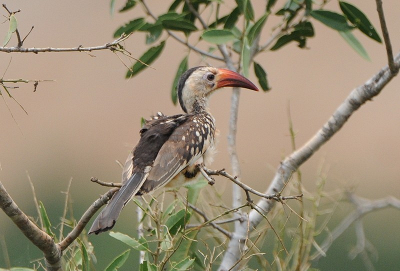 Northern Red-billed Hornbill - ML204338961