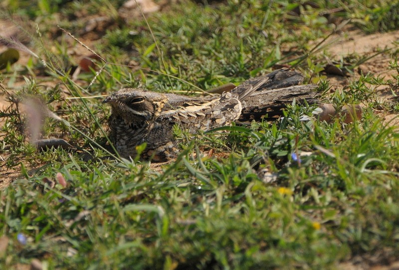 Indian Nightjar - ML204339031