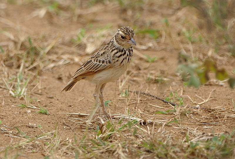 Jerdon's Bushlark - ML204339161