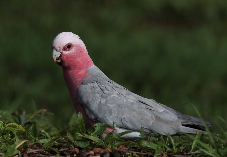 Galah - Hal and Kirsten Snyder