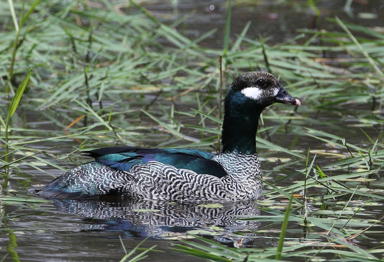 Green Pygmy-Goose - Hal and Kirsten Snyder