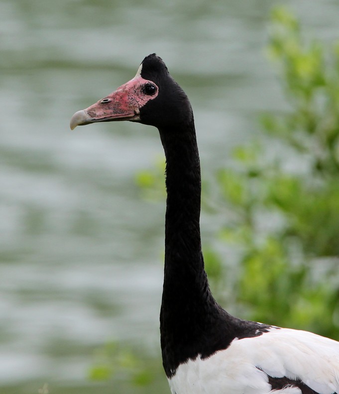 Magpie Goose - ML204339581