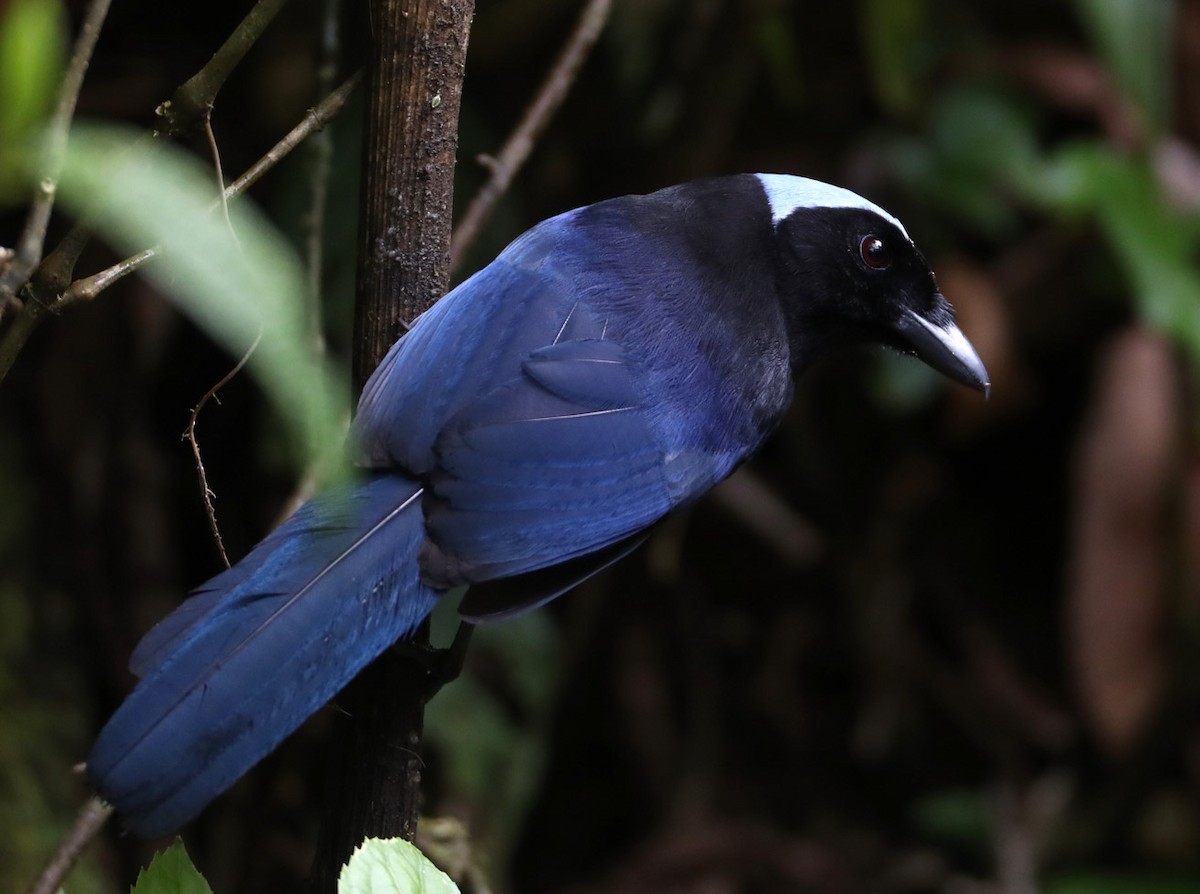 Azure-hooded Jay - Hal and Kirsten Snyder