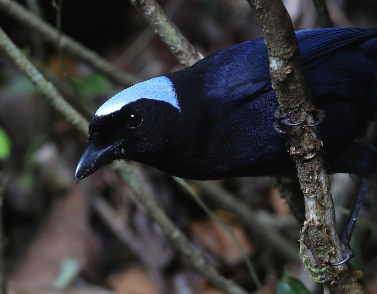 Azure-hooded Jay - ML204340421