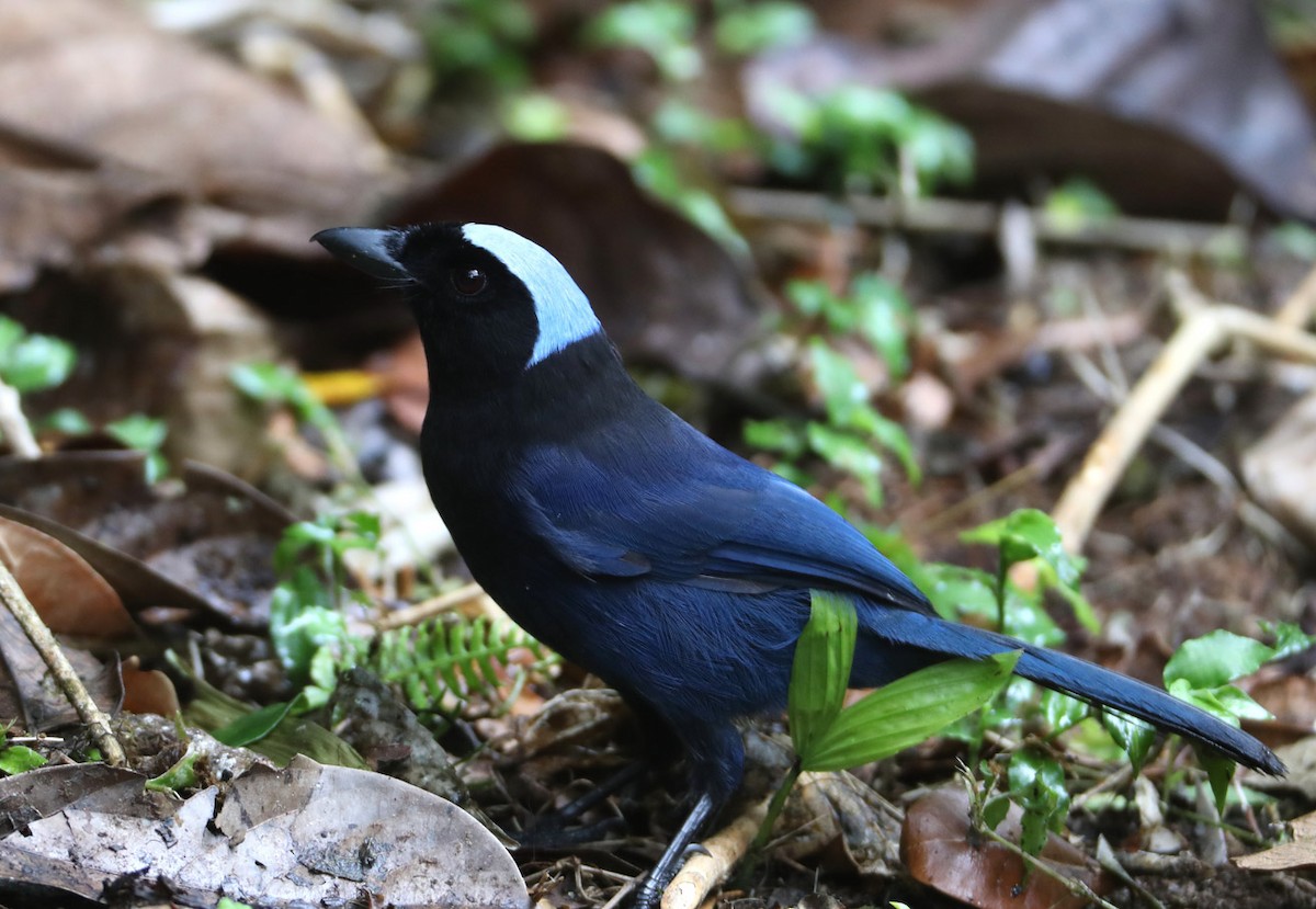 Azure-hooded Jay - ML204340431