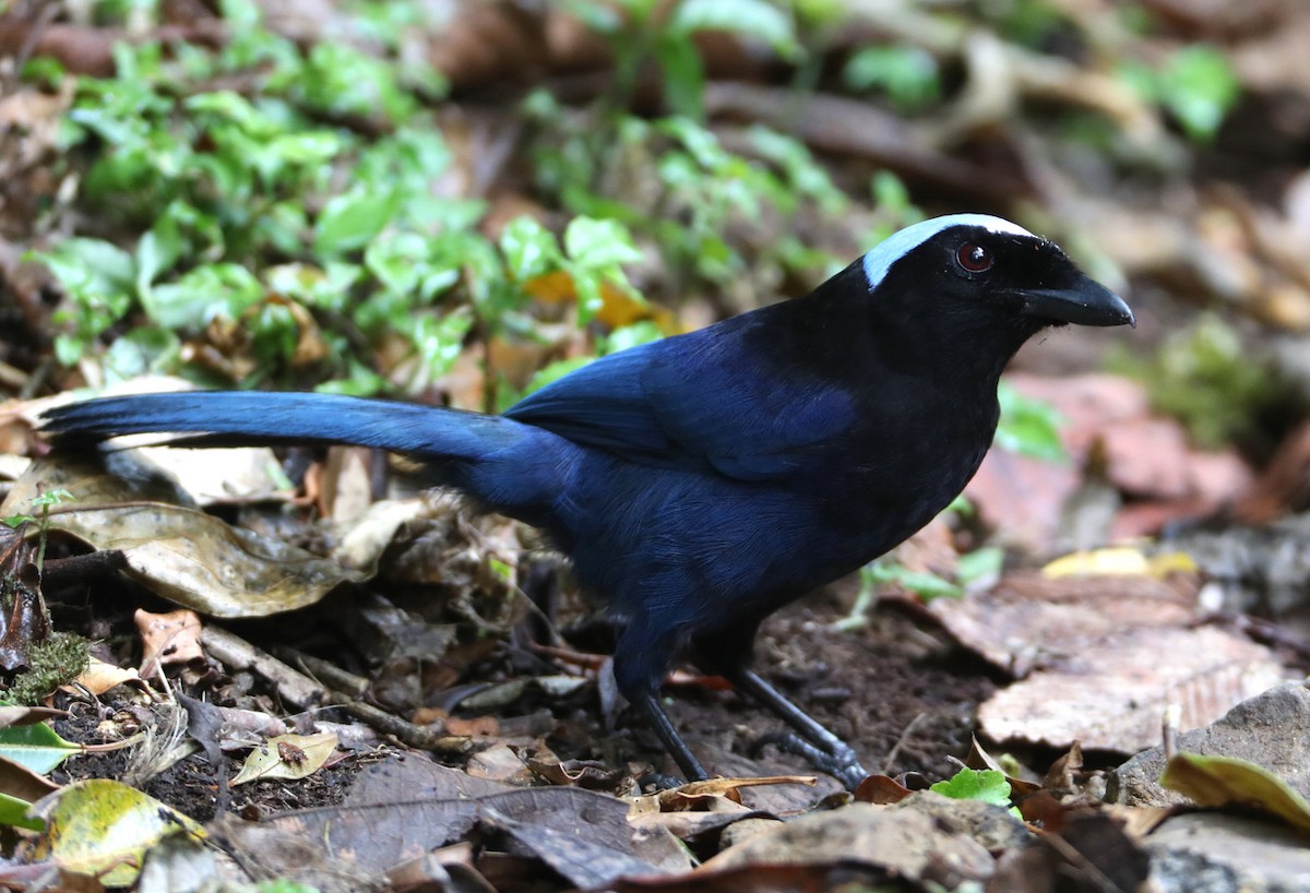 Azure-hooded Jay - ML204340441